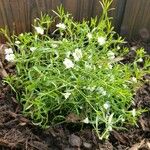 Gypsophila muralis Συνήθη χαρακτηριστικά