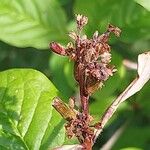 Syringa villosa Fruit