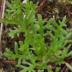 Achillea atrata Blatt