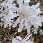 Magnolia stellata Bloem