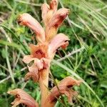 Orobanche teucrii Blomst