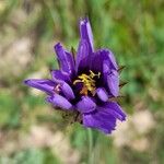 Catananche caeruleaFlors