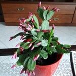 Schlumbergera bridgesii Flor