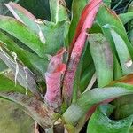 Aechmea lueddemanniana 葉