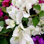 Bougainvillea spectabilis Květ