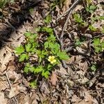 Ranunculus hispidus عادت