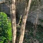 Azara microphylla Cortiza