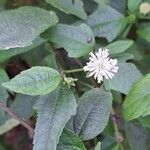 Melanthera nivea Voninkazo