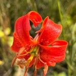 Lilium pomponium Flor