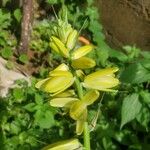 Albuca abyssinica 花