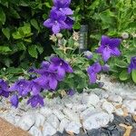 Campanula carpatica Žiedas