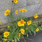 Coreopsis grandifloraBloem