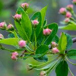 Malus coronaria Blomst