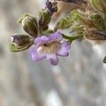 Chaenorhinum origanifolium Flower