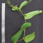 Smilax spinosa अन्य