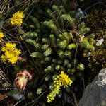 Petrosedum rupestre花