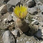 Echinocereus dasyacanthus Flower