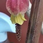 Abutilon megapotamicum Flor