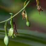 Furcraea foetida Lorea