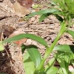 Dianthus barbatus List