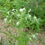 Pycnanthemum verticillatum Leaf