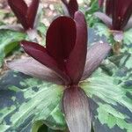 Trillium kurabayashii