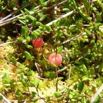 Vaccinium oxycoccos Muu