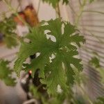 Pelargonium graveolens Folha