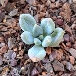 Pachyphytum bracteosumLeaf