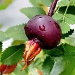 Rosa spinosissima Fruto