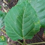 Alchornea glandulosa Лист