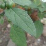Solanum alatum Leaf
