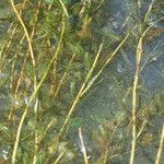 Myriophyllum spicatum Hoja