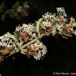 Ceanothus crassifolius Blüte