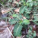 Phyllanthus urinaria Leaf