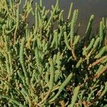 Arthrocnemum macrostachyum Likasa