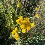 Solidago rigidaFlower