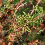 Eriogonum fasciculatum Ліст