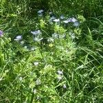 Nemophila phacelioides Цвят