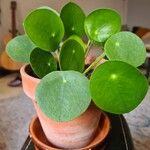 Pilea peperomioides叶