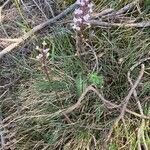 Cynorkis ridleyi Lorea