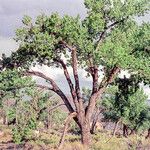 Populus deltoides Escorça