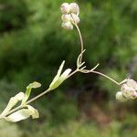 Valeriana vesicaria Ffrwyth