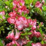 RhododendronFloro