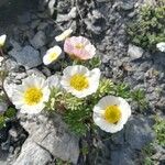 Ranunculus glacialis Žiedas