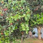 Prunus ilicifolia ശീലം
