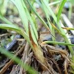 Carex ferruginea Bark