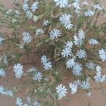 Silene villosa Flower