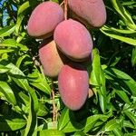 Mangifera indica Fruto