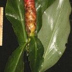 Costus nitidus Fruit